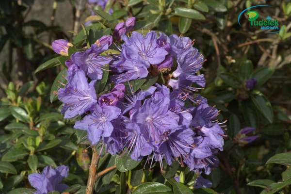 Rhododendron Aquamarin